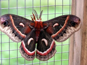 Spring Moth